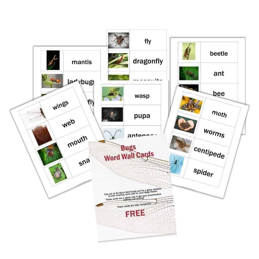 Bugs Word Wall Cards