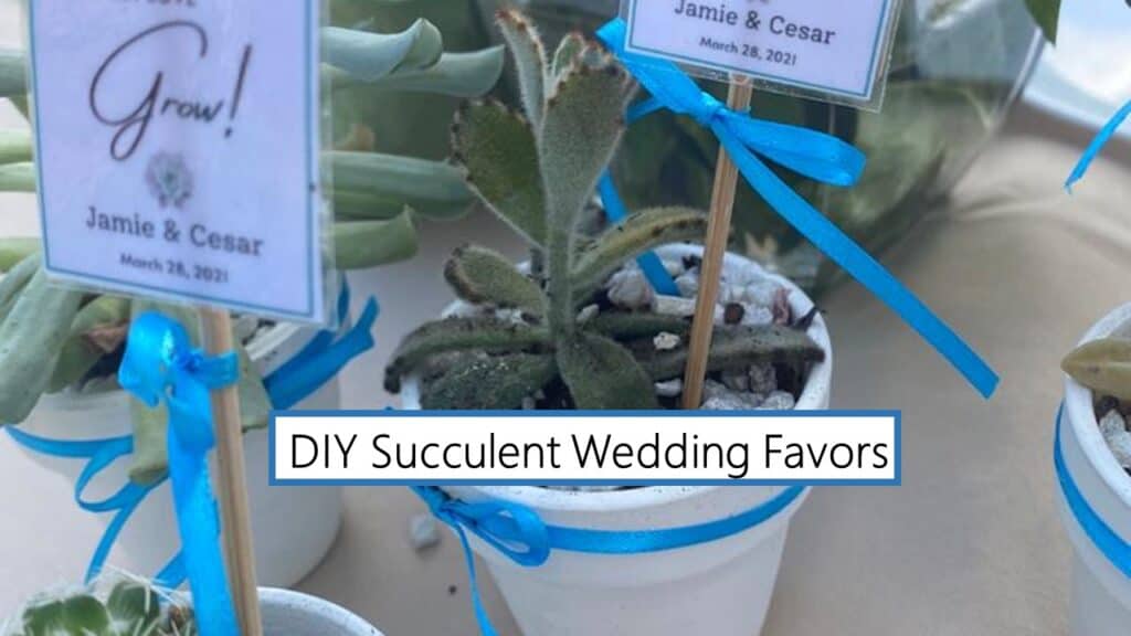 DIY Succulent Wedding Favors