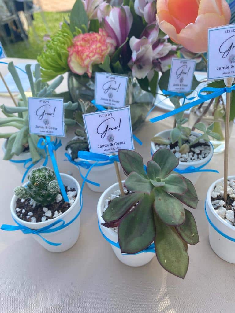 Succulent Wedding Favors