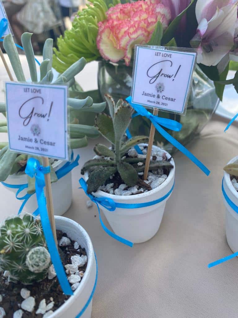 Succulent Wedding Favors