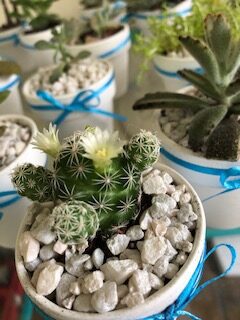 Succulent Wedding Favor