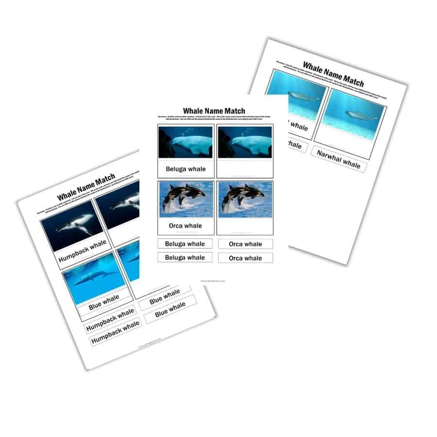 Whale's matching name activity