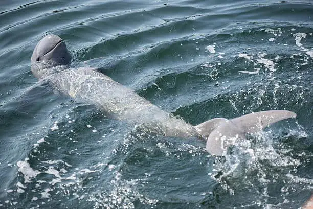 Irrawady Dolphin (taken from animalsaroundtheglobe.com, property of istock)