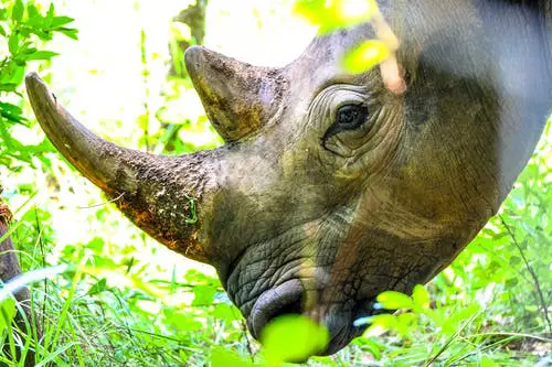 Javan Rhinoceros by Pexels