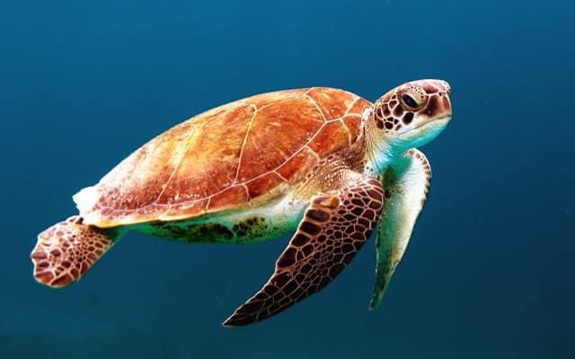 Leatherback Sea Turtle by Wexor Tmg L from Unsplash