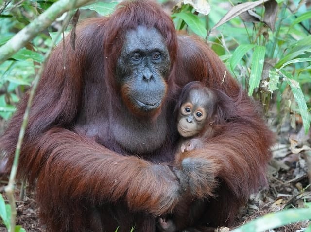 Orangutans by Bob Brewer from Unsplash