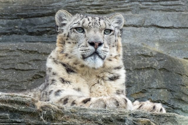 Snow Leopard by Charles Miller from Pexels