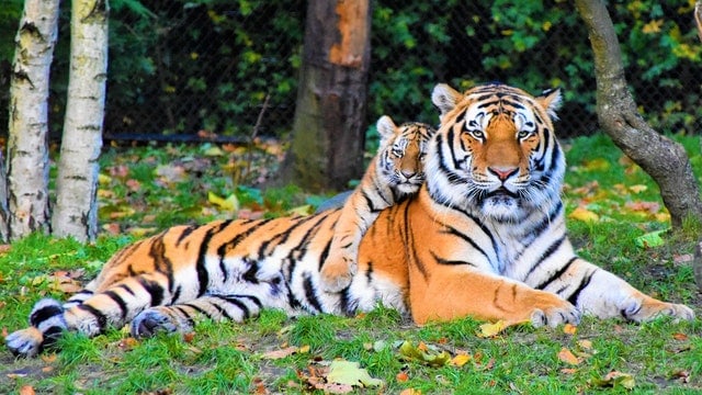 Tigers by Waldemar Brandt from Pexels
