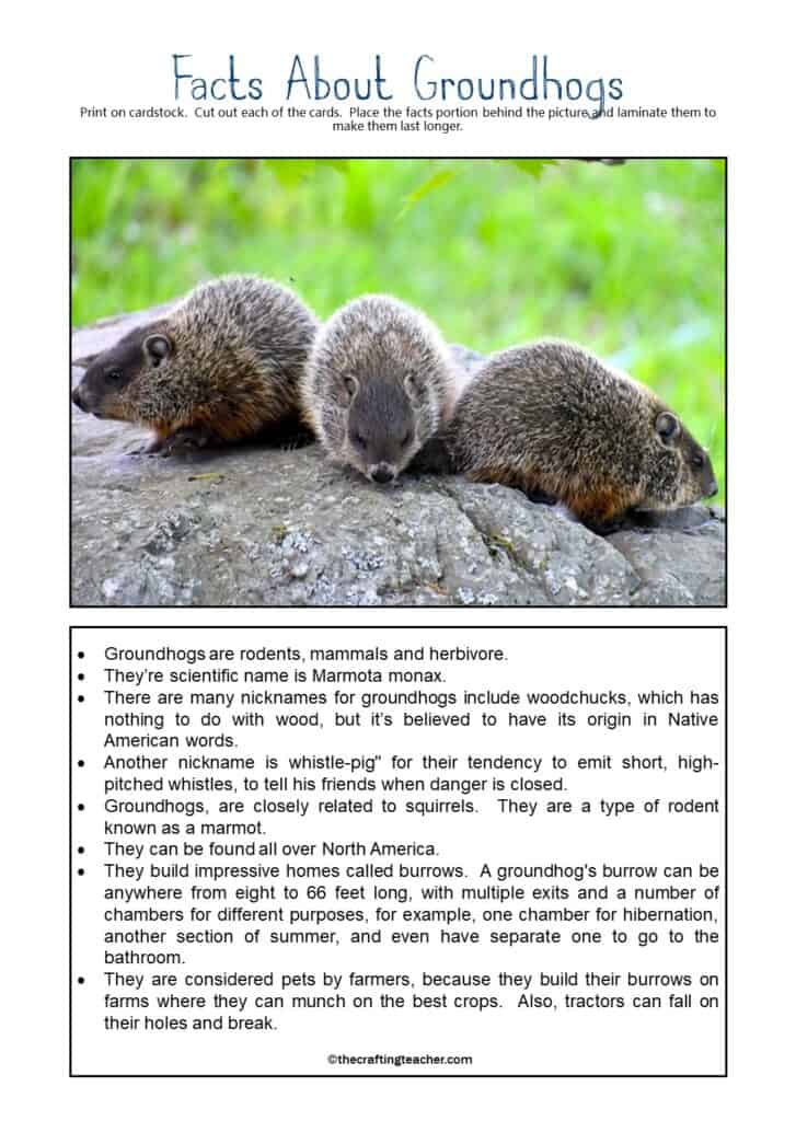 Facts About Groundhogs