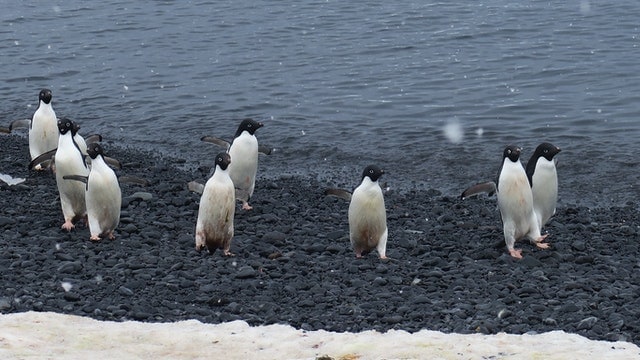 Adelie penguins by Nancy Leach from Pexels
