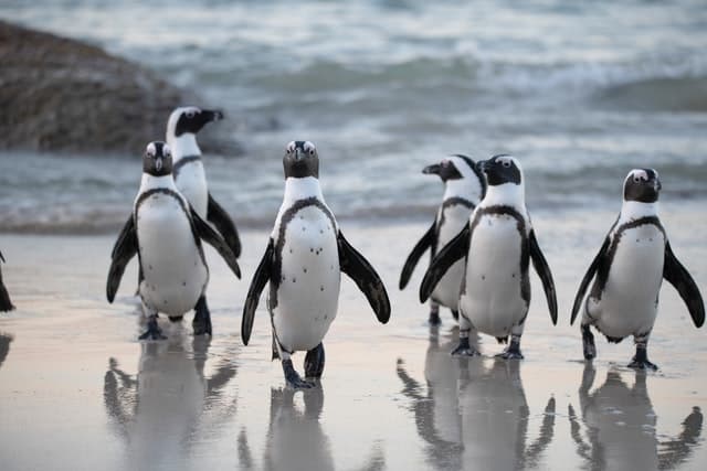 African penguins by David Dibert from Pexels