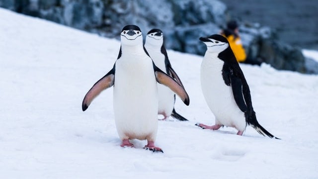 Chinstrap penguins by Derek Oyen from Unsplash
