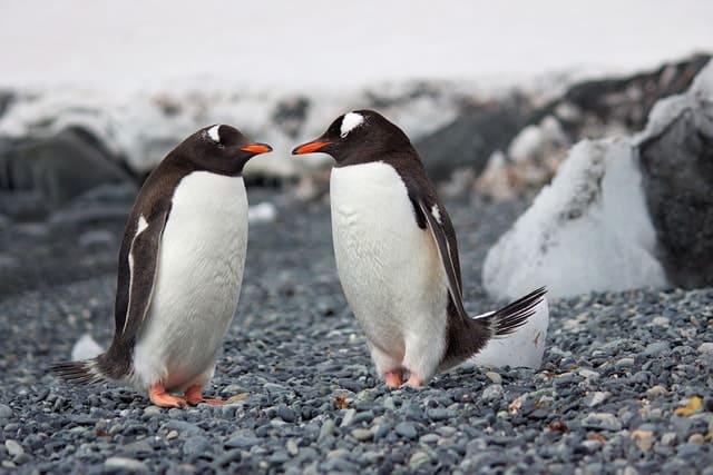 Gentoo penguins from Pexels