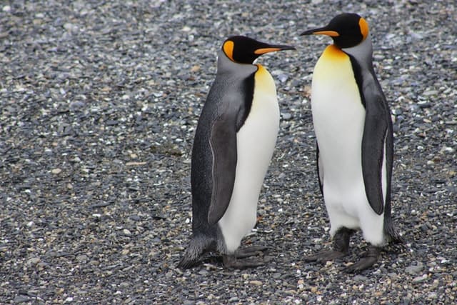 King penguins by Gaspar Massidda from Pexels