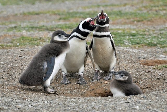 Magellanic penguins by Frans Van Heerden from Pexels