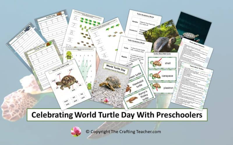 Celebrating World Turtle Day With Preschoolers