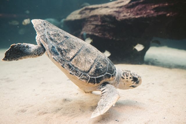 Sea turtle - photo by Taryn Elliott from Pexels