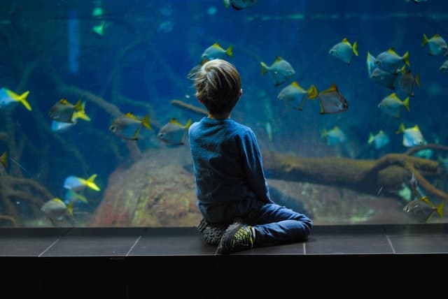 Preschooler observing fish at the aquarium - photo by Biljana Martinic from Unsplash