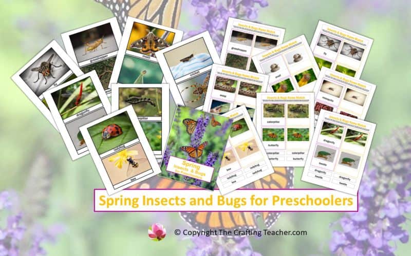 Spring Insects and Bugs for Preschoolers