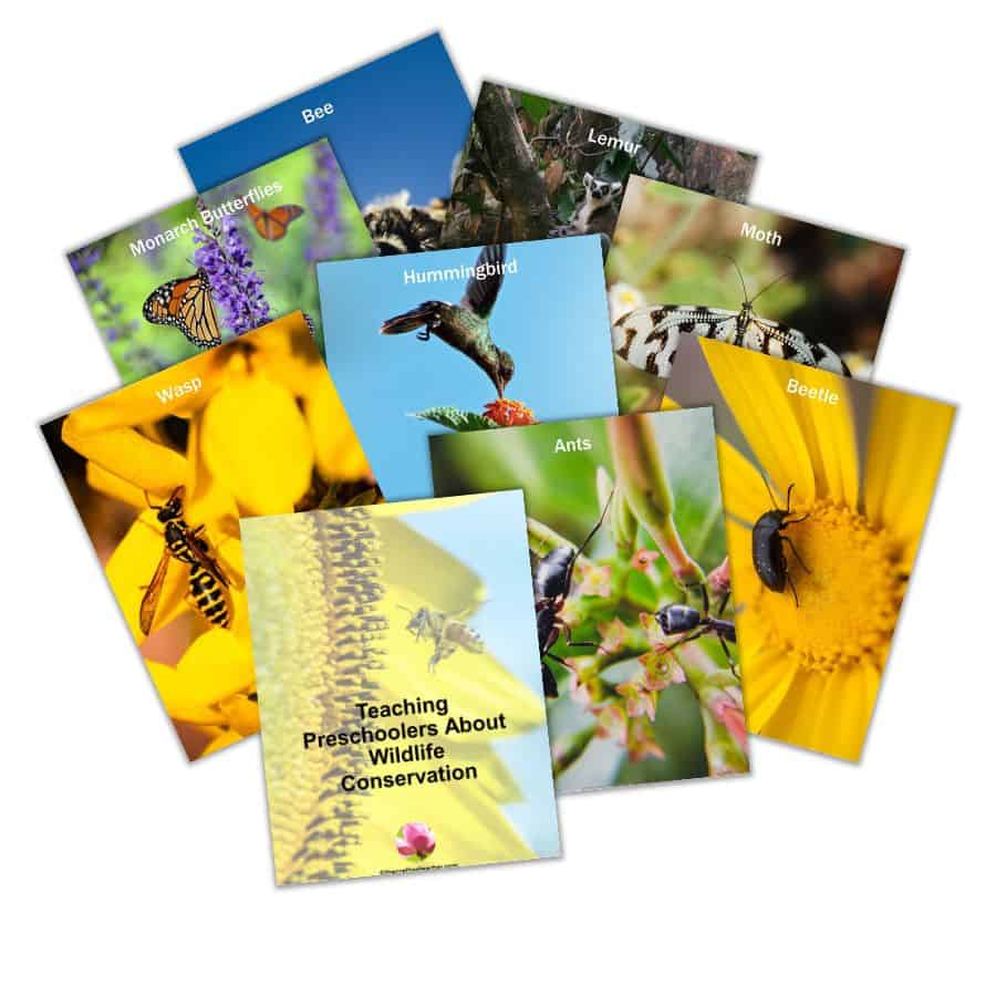 Pictures of Pollinators