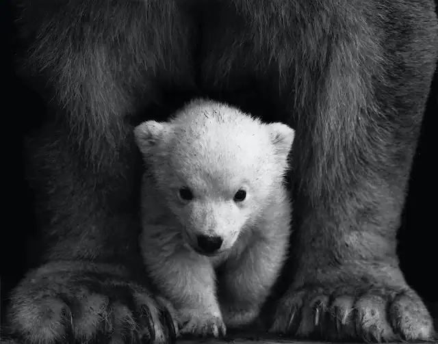 Polar Bear Cub by Robert Anthony Carbone from Pexels