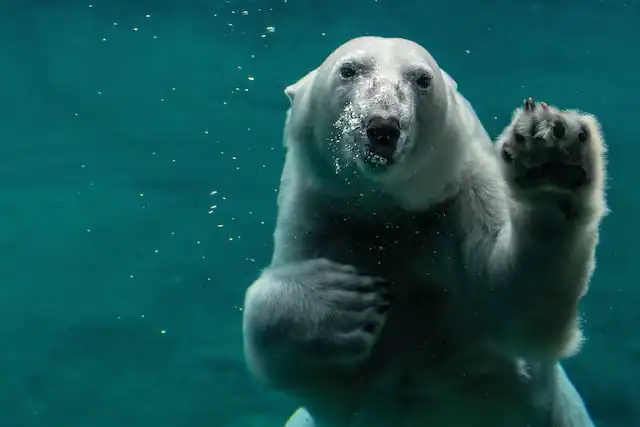 Polar Bear Swimming by Peter Neumann from Unsplash
