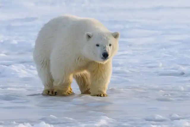 Polar Bear on Ice by Hans Jurgen from Unsplash
