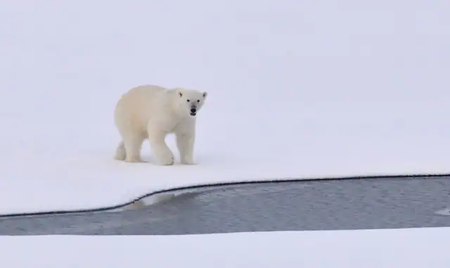 Polar Bear on Ice by Pixabay from Pexels