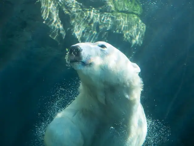 Polar Bear swimming by Jason Rojas from Unsplash