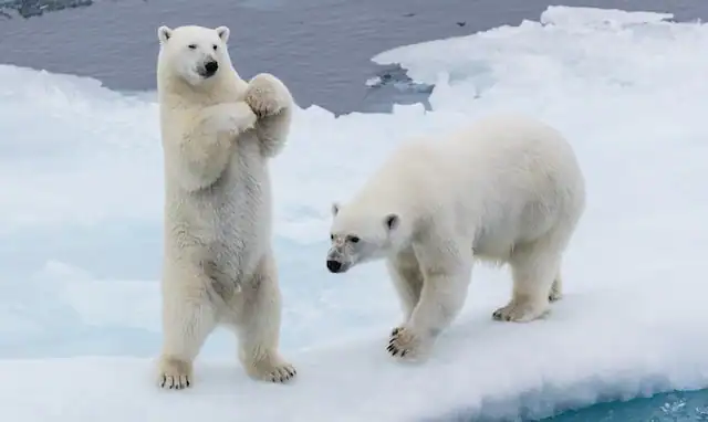 Polar Bears by Brian Mmcmahon from Unsplash