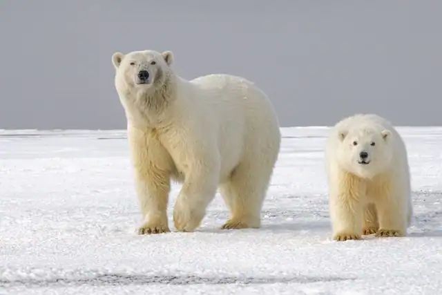 Polar Bear Mom and Cub by Hans Jurgen Mager from Unsplash