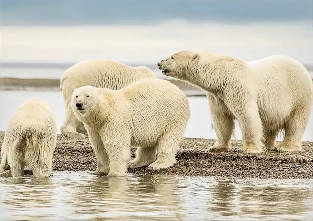 Polar Bears pack by Dick Hoskins from Pexels