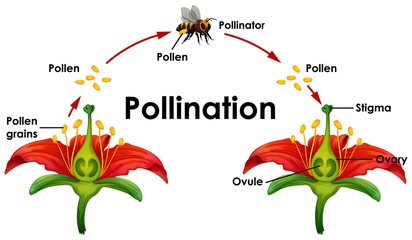 Pollination Diagram by i.stockphoto.com