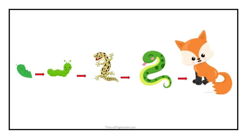 Food Chain #2 - The caterpillar eats leaves, the lizard eats the caterpillar, the snake eats the lizard, and the fox eats the snake.