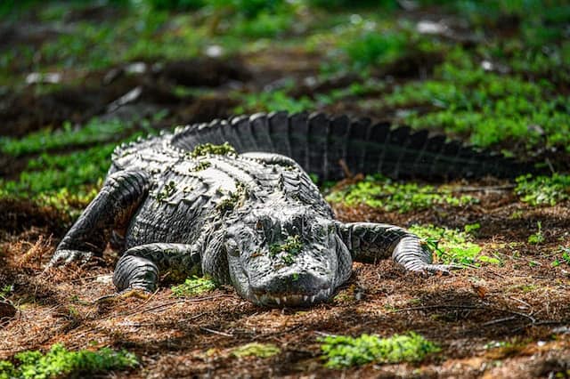 Alligator at Florida Everglades by Richard Sagredo from Unsplash