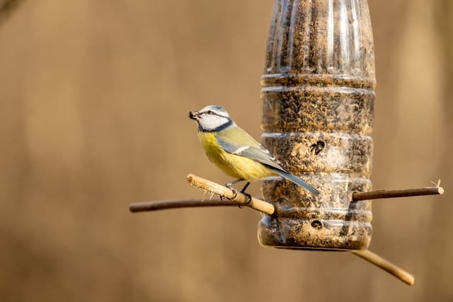 Homemade bird feeder by Kiril Gruev from Pexels.