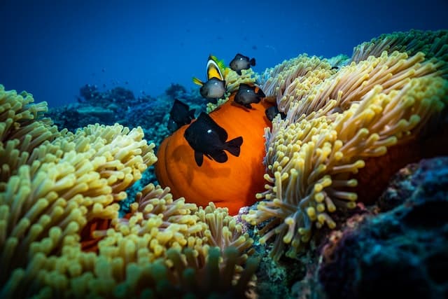 Marine biodiversity by Saad Alaiyadhi from Pexels