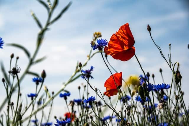 Wildflowers by Palle Knudsen from Unsplash