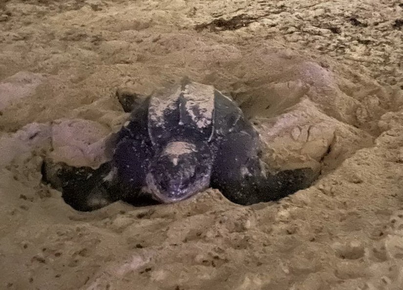 Leatherback Sea Turtle nesting in Florida