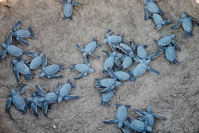 Photo of Leatherback hatchlings by Jolo Diaz from Pexels