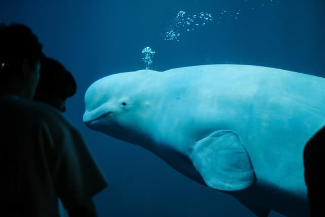 Beluga Whale Photo by Insung Yoon from Unsplash