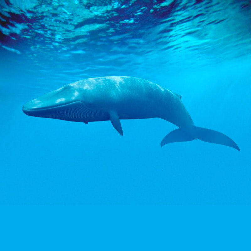 Blue Whale photo by httpsriverotterecology.orgprojectblue_whale