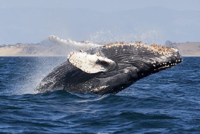 Humpback Whale photo by Mike Doherty from Unsplash