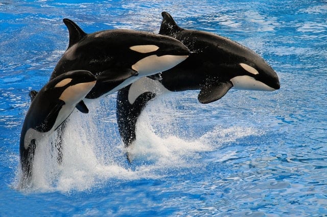 Killer Whales photo by Holger Wulschlaeger from Pexels