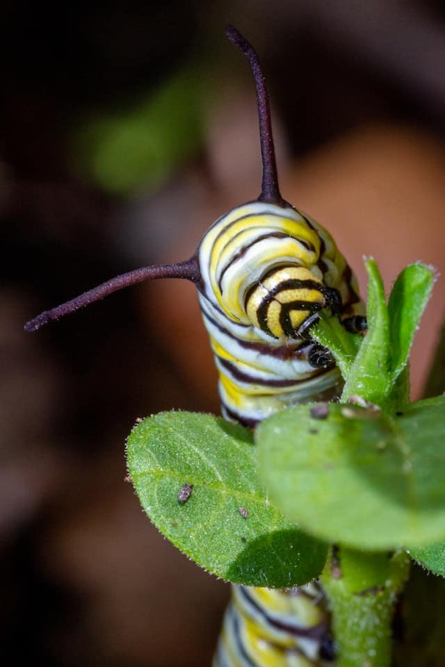 Photo of a Monarch larva by Joshua J Cotten from Unsplash