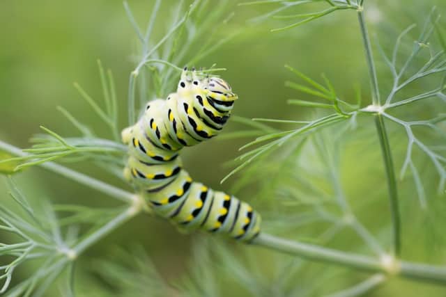 Photo of a butterfly larva eating by Andrew Claypool from Unsplash