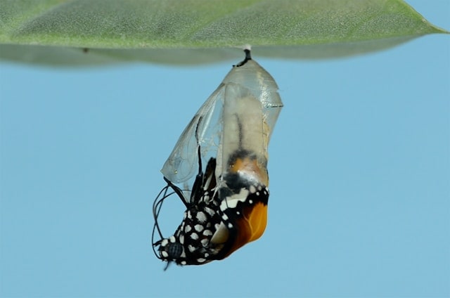 Photo of Monarch butterfly emerging from chrysalis by Bankim Desai from Unsplash