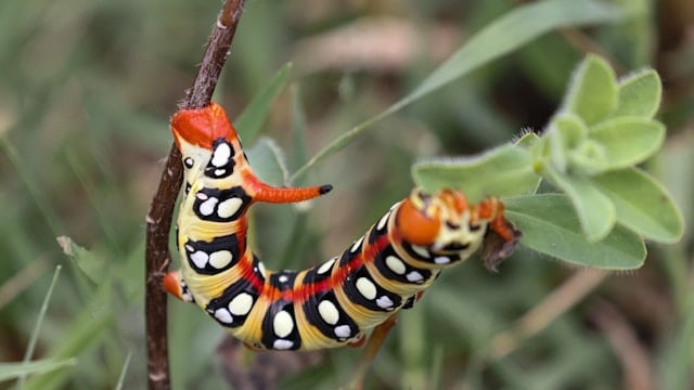 Photo of a caterpillar by Haci Elmas from Unsplash
