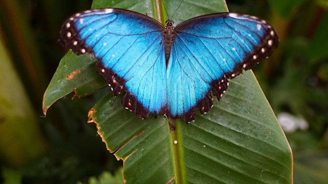 Photo of a Blue Morpho Butterfly by Damon on Road from Unsplash