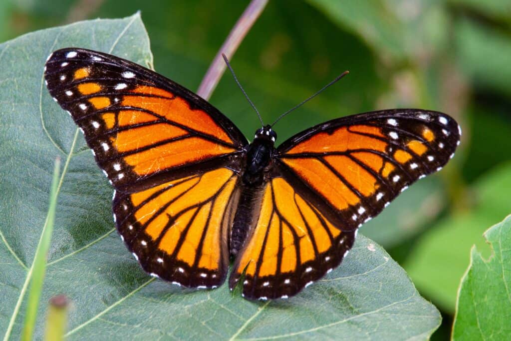 Photo of a Monarch Butterfly by Joshua J Cotten from Unsplash
